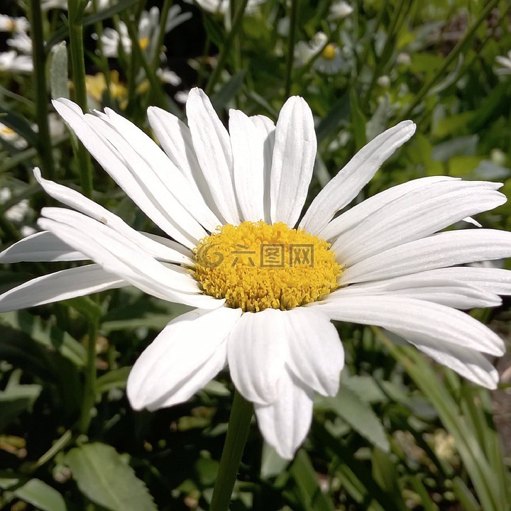 白色雏菊,漂亮的白色雏菊,新鲜的白色雏菊