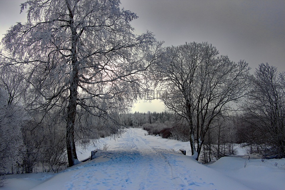 冬天,雪,寒冬