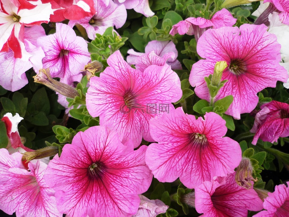 矮牽牛,粉紅色,花卉