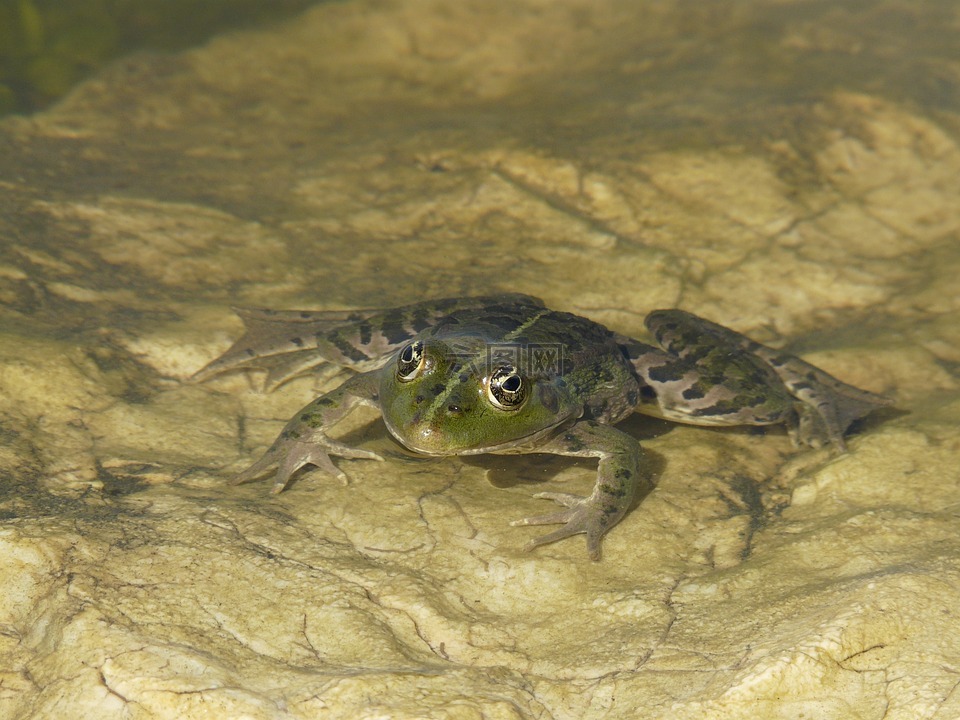 青蛙眼睛,池塘,蟾蜍