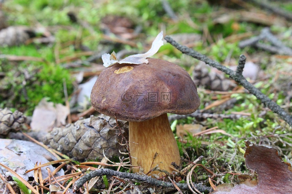 菌,森林,蘑菇