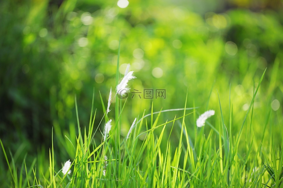 草,海菲尔德,自然