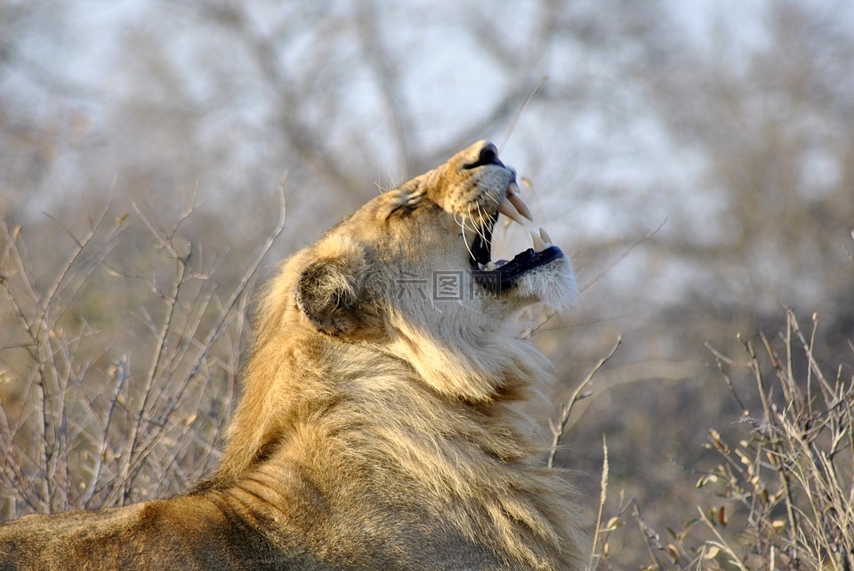 狮子,轰鸣声,非洲