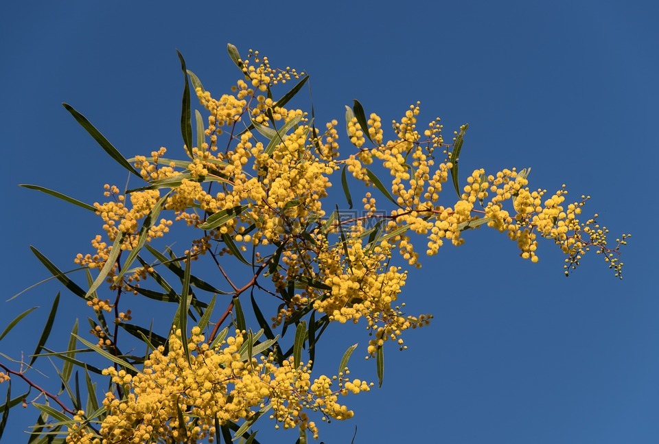 相思树,荆,鲜花