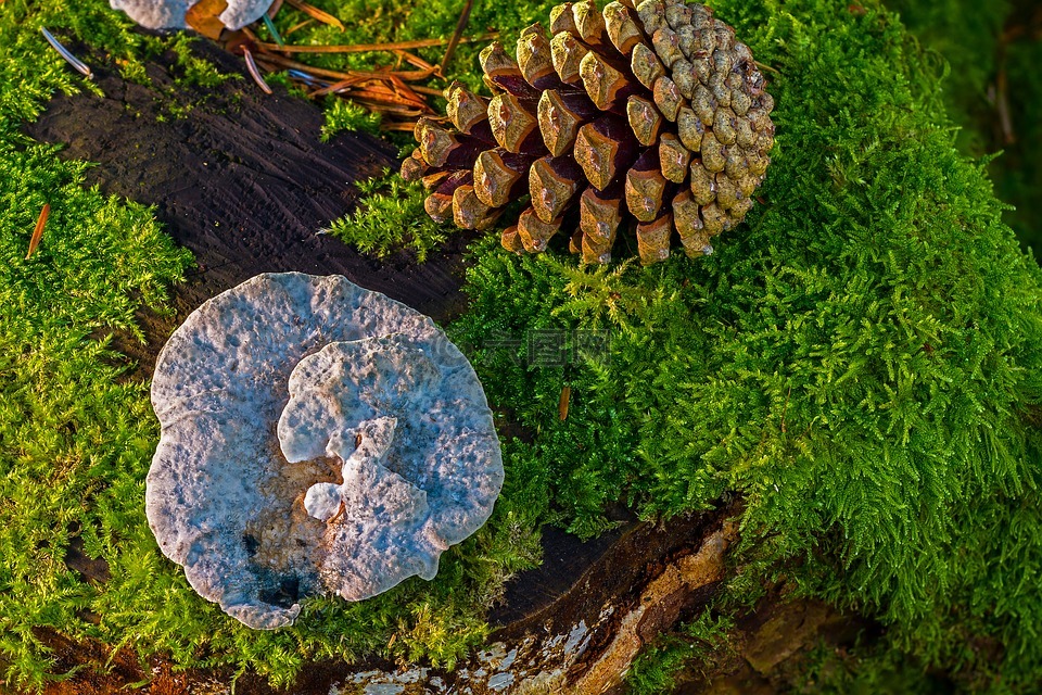 蘑菇,木材真菌,苔
