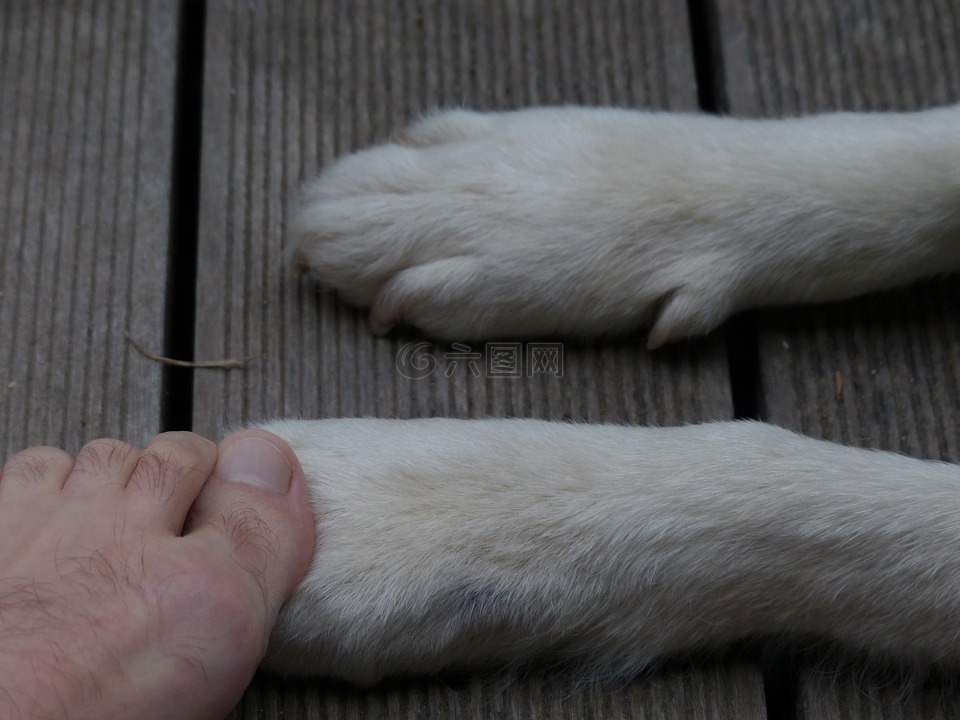 爪子,动物,狗