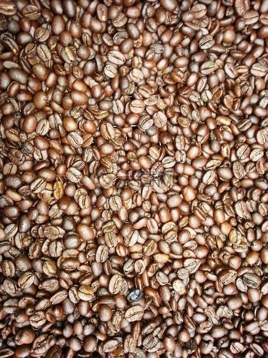 咖啡豆,新鲜的咖啡,坦桑尼亚