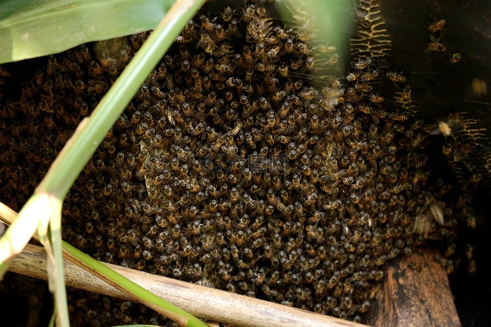蜜蜂,群,蜇
