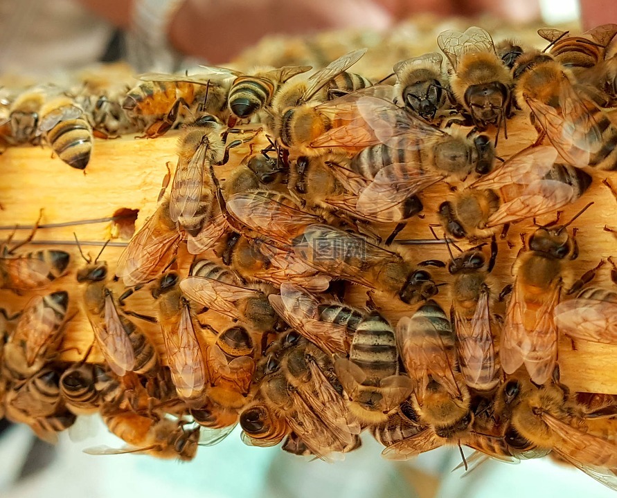 蜜蜂,蜂蜜,蜡