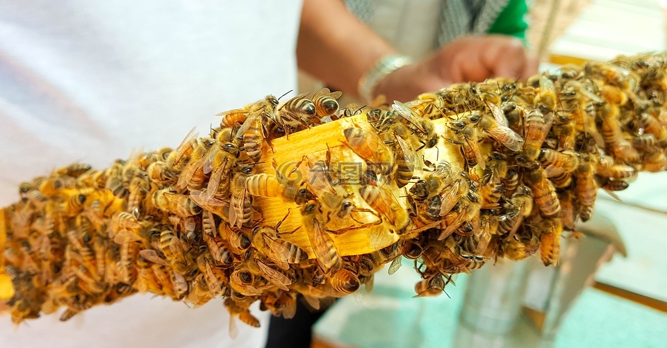 蜜蜂,蜂蜜,蜡