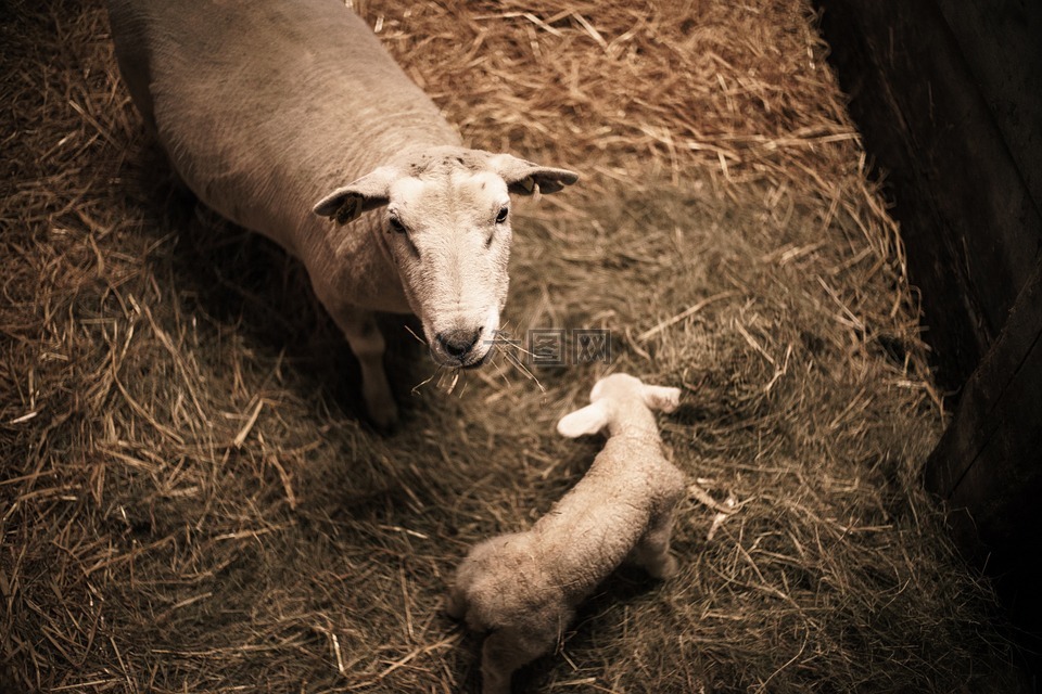 羊圈,羊,羊肉