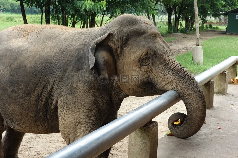 象,泰国,大象自然公园