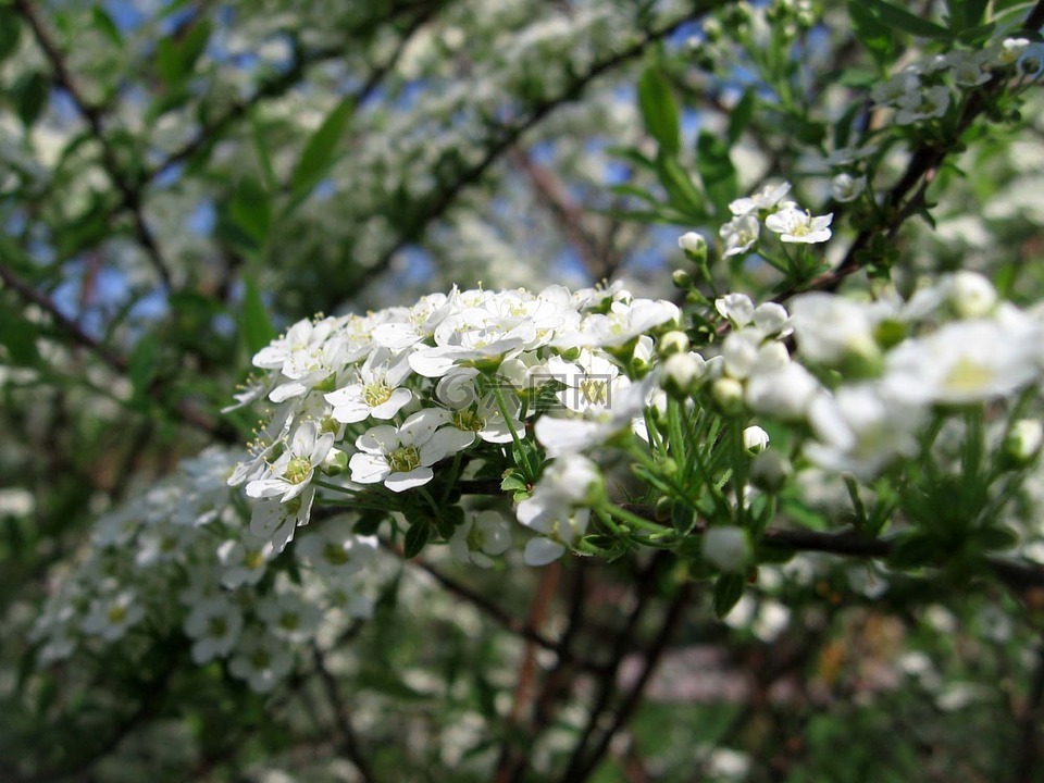 鲜花,白色,树枝