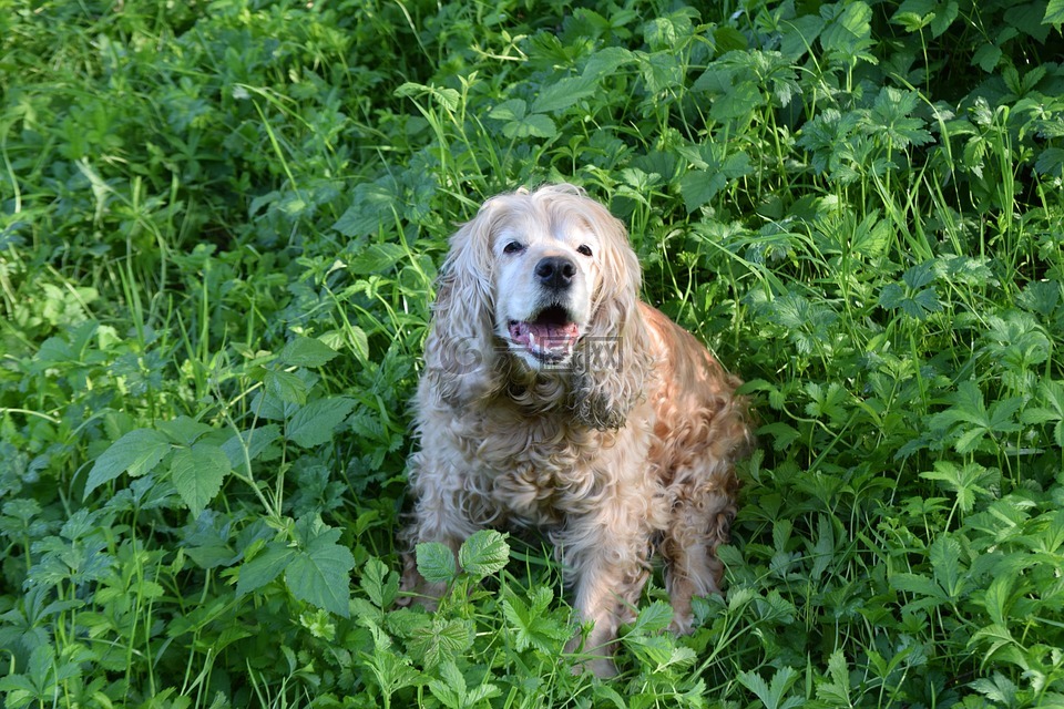 狗,绿草,美国可卡犬