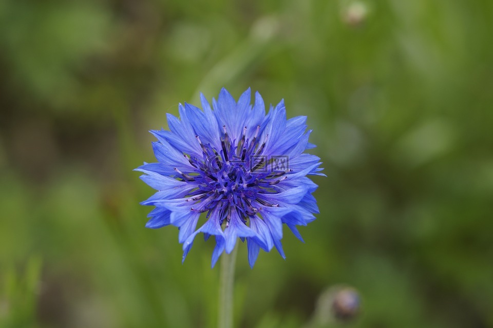 矢车菊,蓝色,花