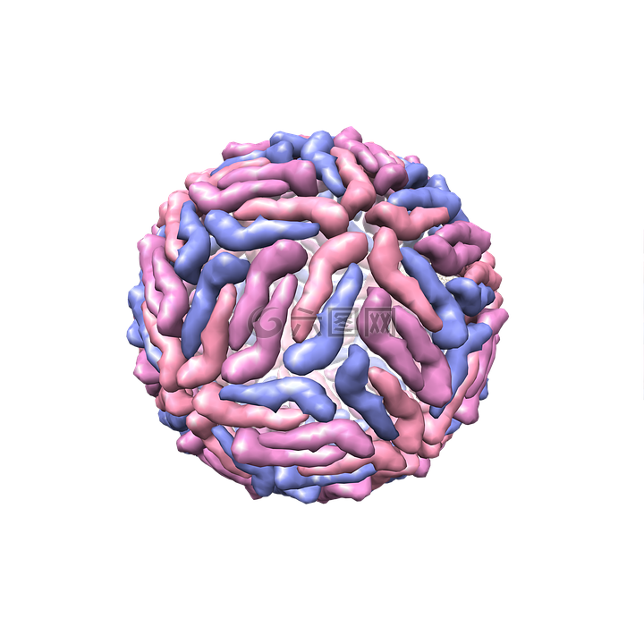 登革热,病毒,三维结构