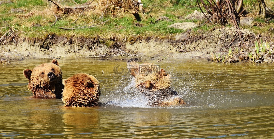 欧洲棕熊,水,播放