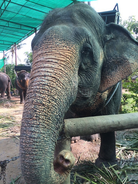 大象,泰国,动物园