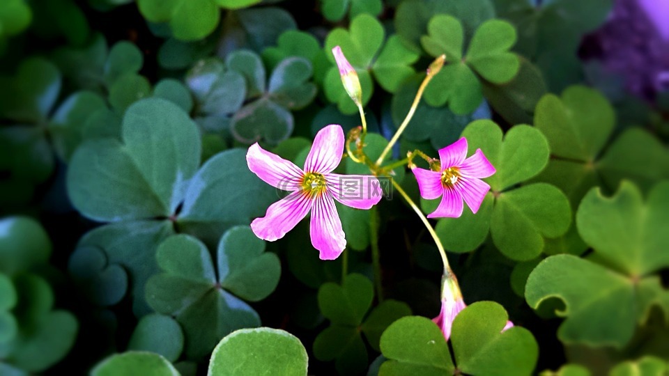 花,植物区系,粉红色