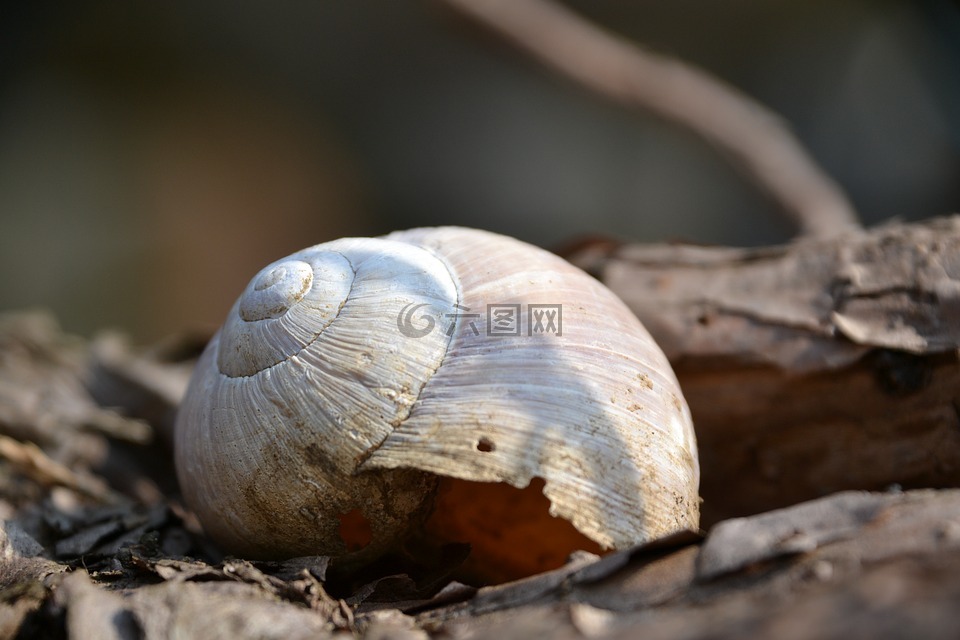壳,蜗牛壳,科