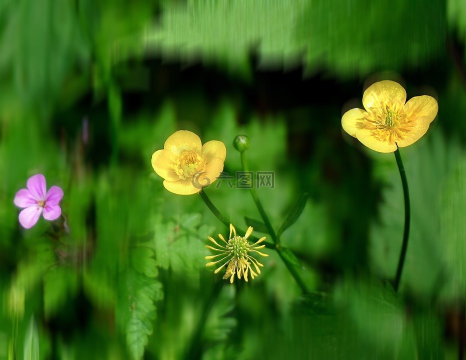 毛茛,植物,黄色花