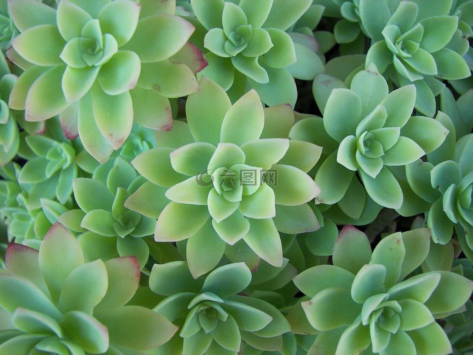 aeonium,玫瑰植物,叶子