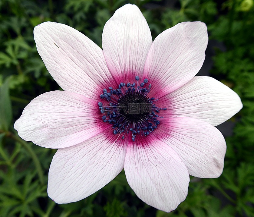 花,银莲花,毛茛高清图库素材免费下载(图片编号:7458452)-六图网