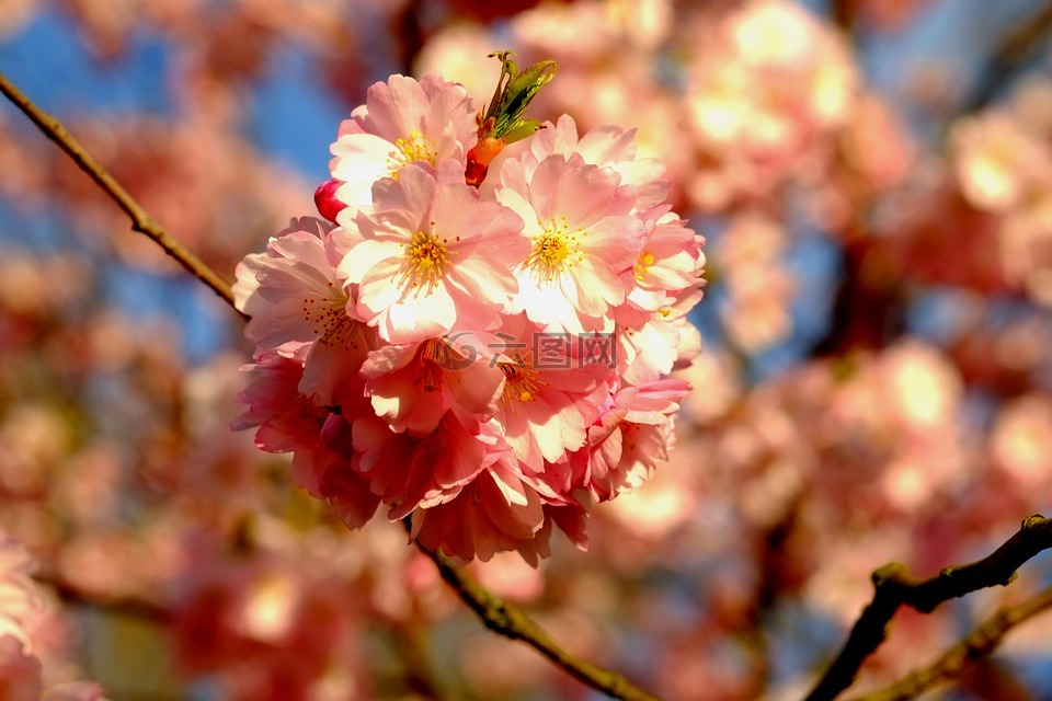 樱花,春天,粉红色