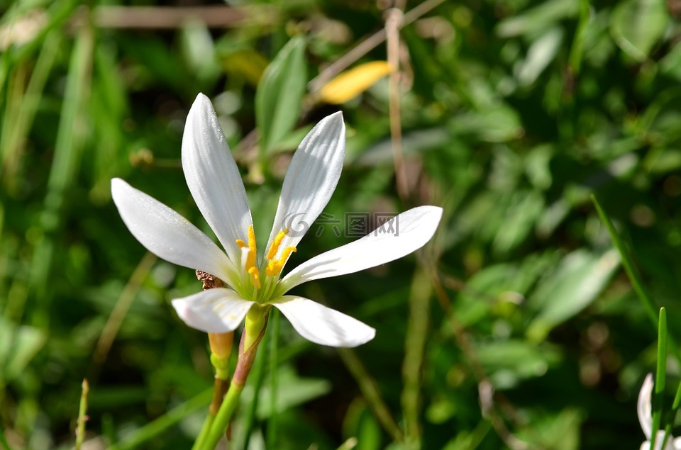 花,兰花,白色的花