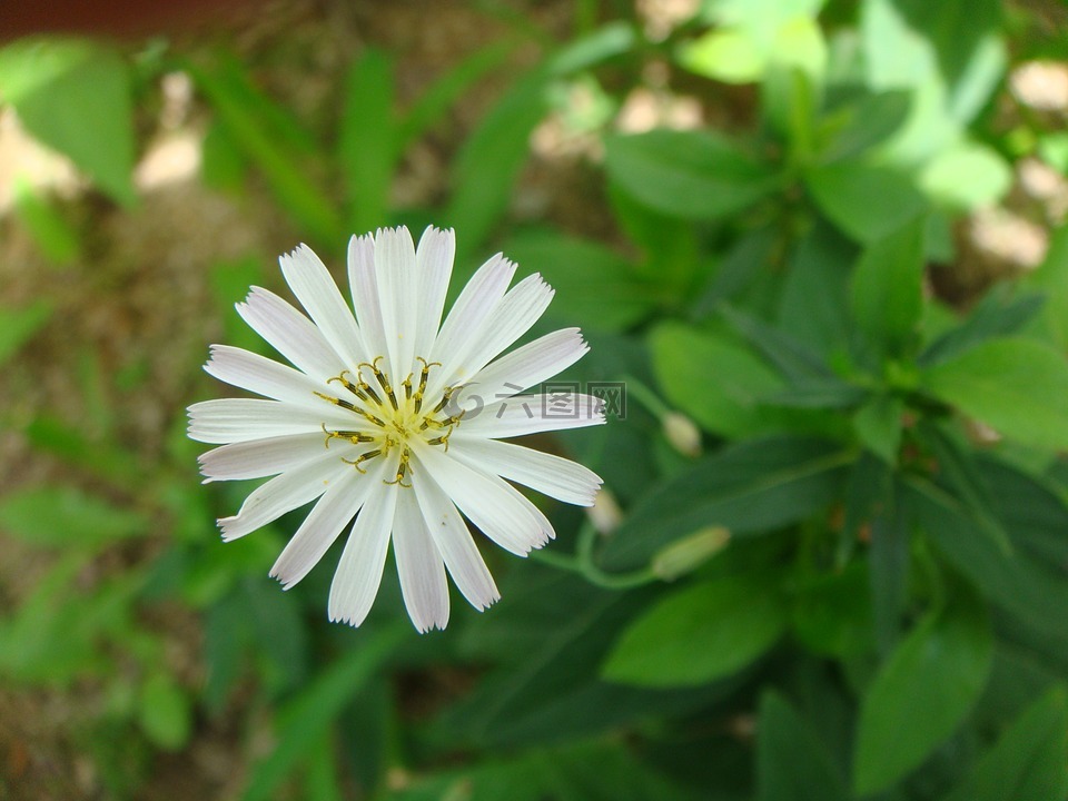 鲜花,白色的花,春天