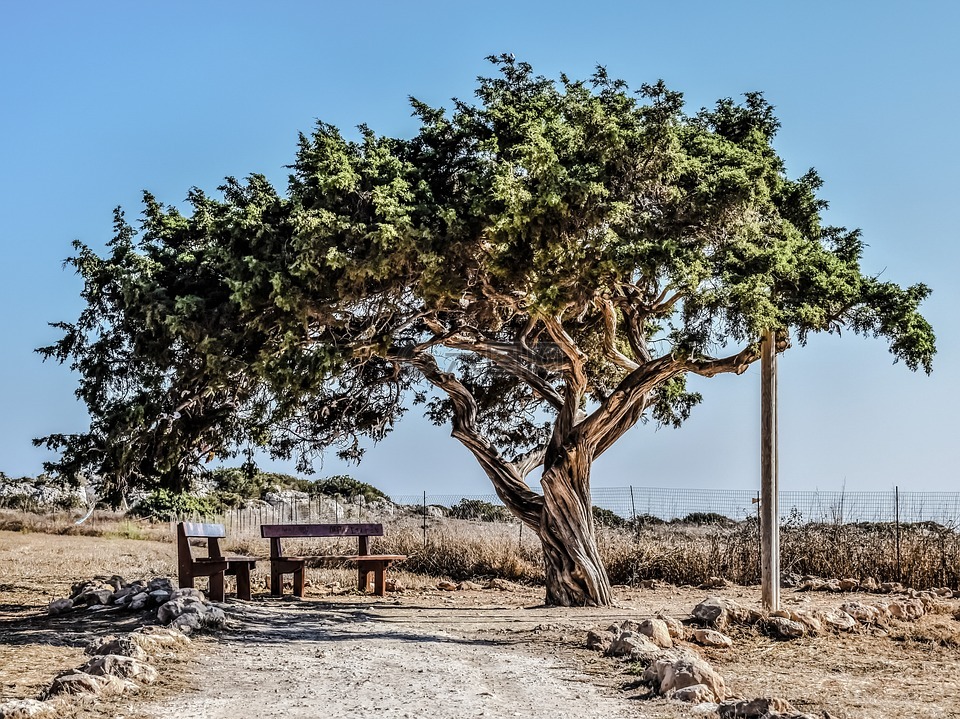 塞浦路斯,卡沃 greko,树