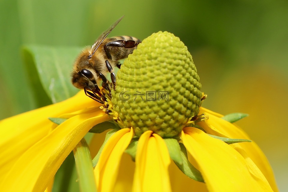 蜜蜂,高顶帽子,花