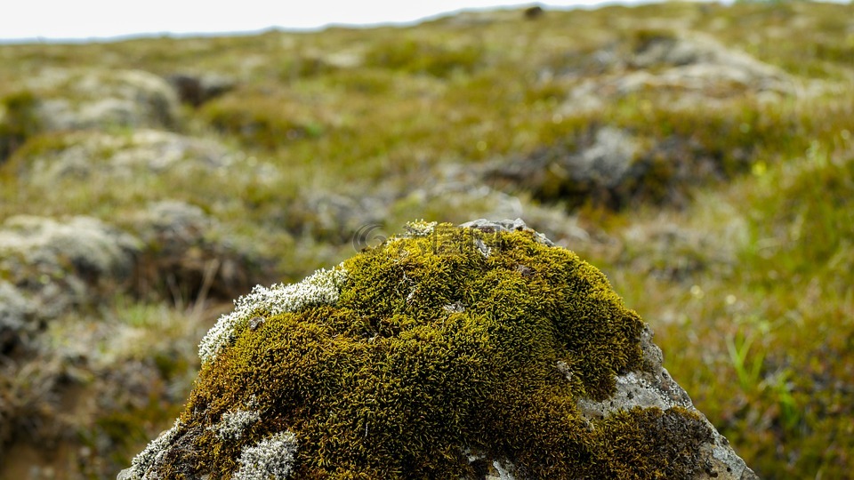 石,苔藓,冰岛