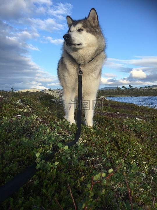 阿拉斯加雪橇犬,雪橇犬,挪威