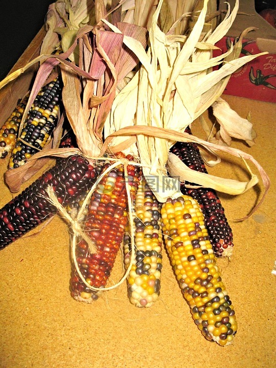 观赏玉米,安大略省,秋