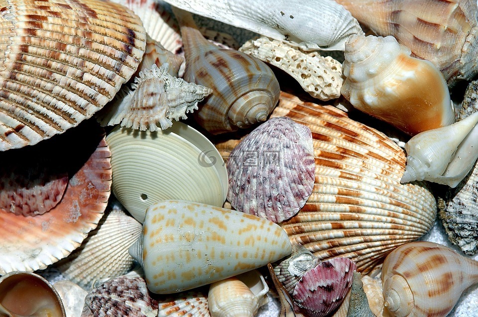 海贝壳,外壳,贝壳海滩