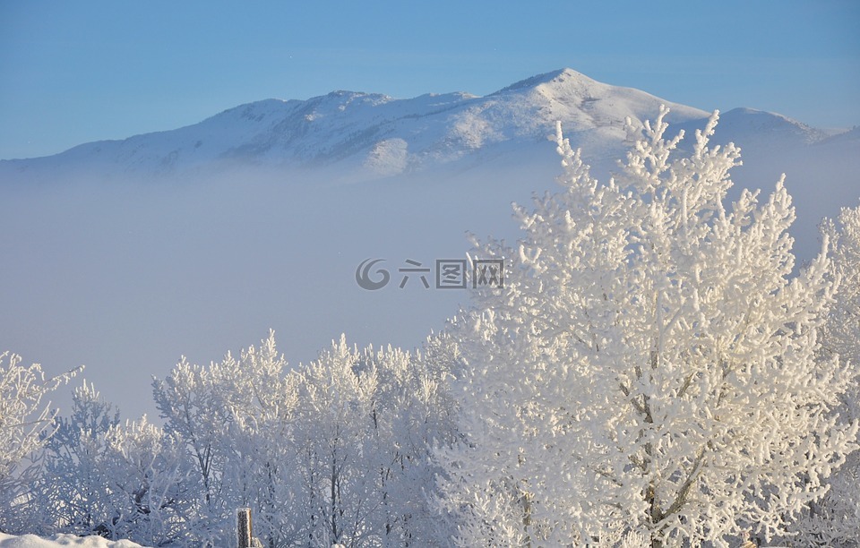 白霜,雪白色,冬季景观