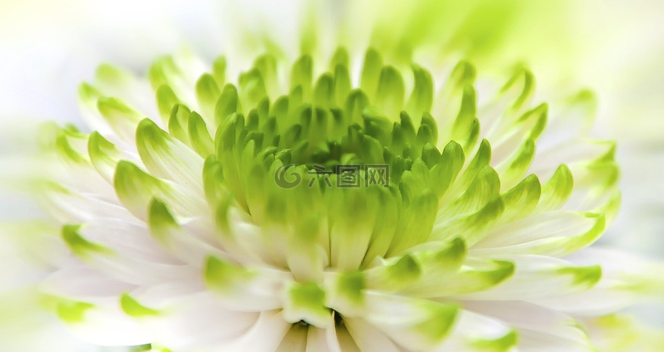 菊花,白,绿色