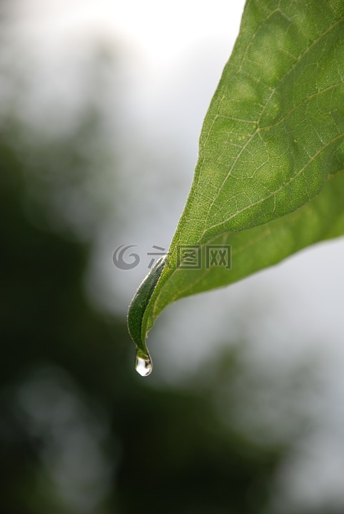 叶,植物,水滴