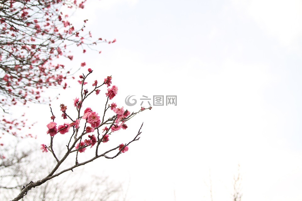 日本和平公园,三月,梅花
