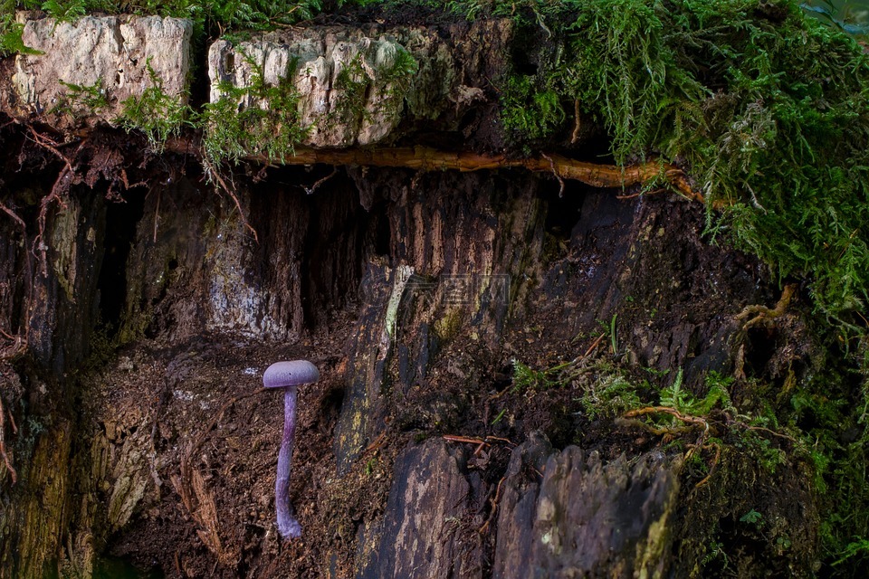蘑菇,苔,迷你蘑菇