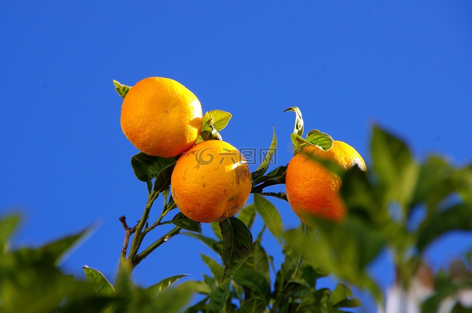 橘子,树,性质