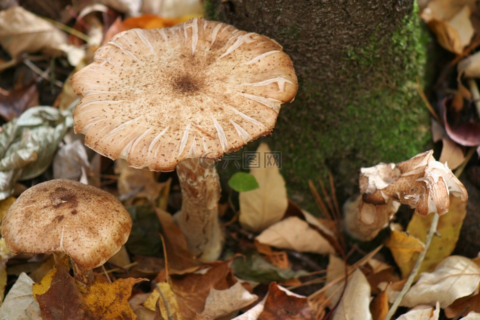 蘑菇,森林,地板