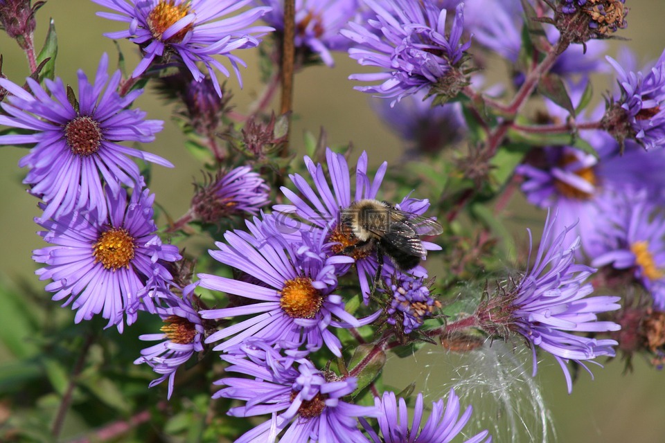 蜜蜂,花,马利筋种子