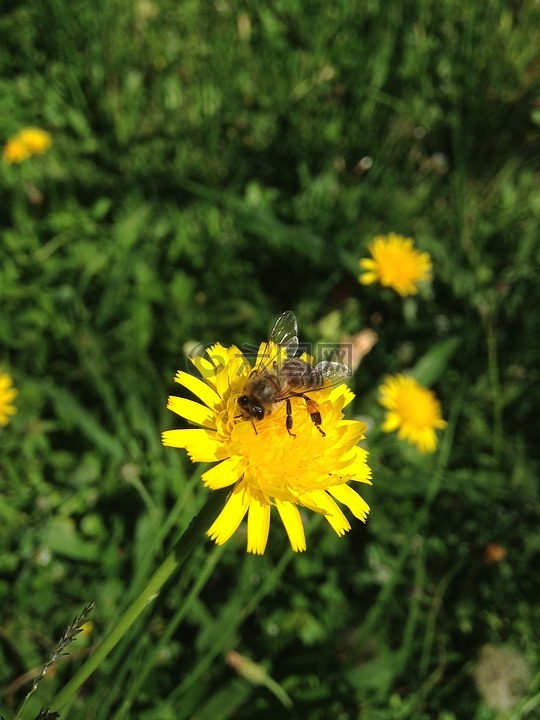 花卉,蜜蜂,黄色