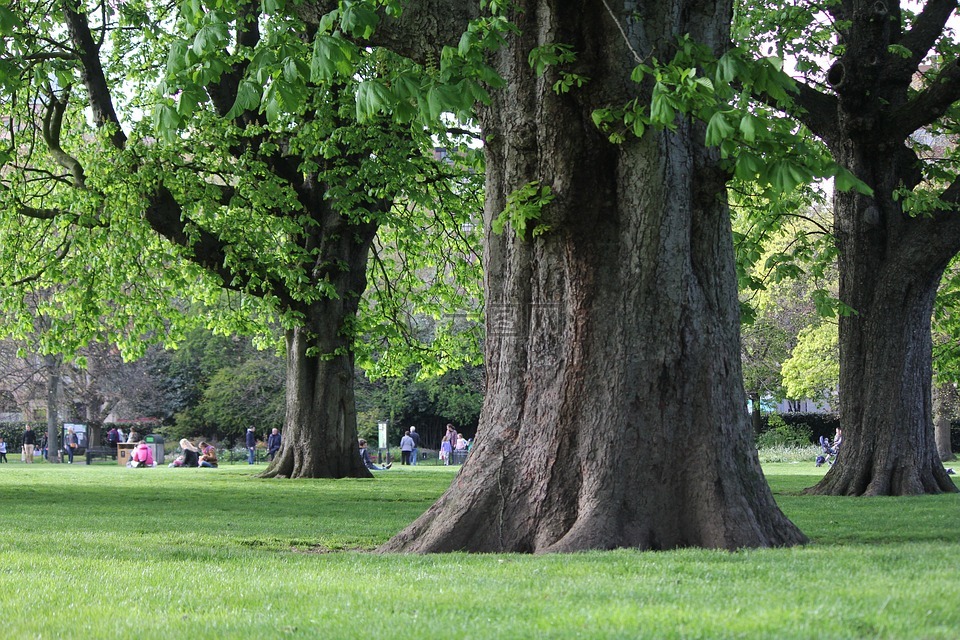 树,公园,伦敦