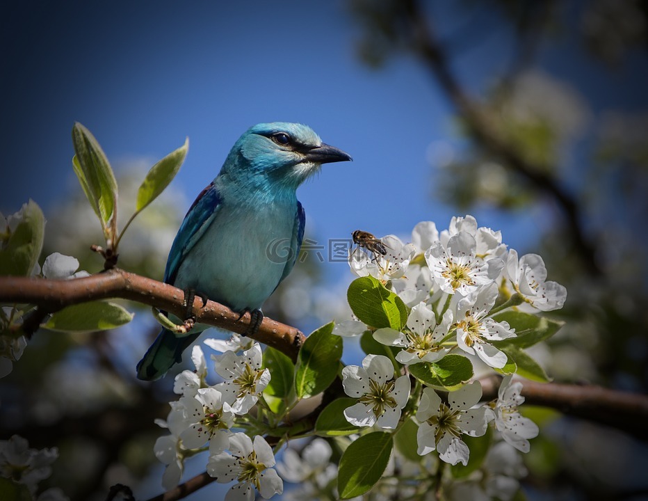 鸟,蓝色,心情