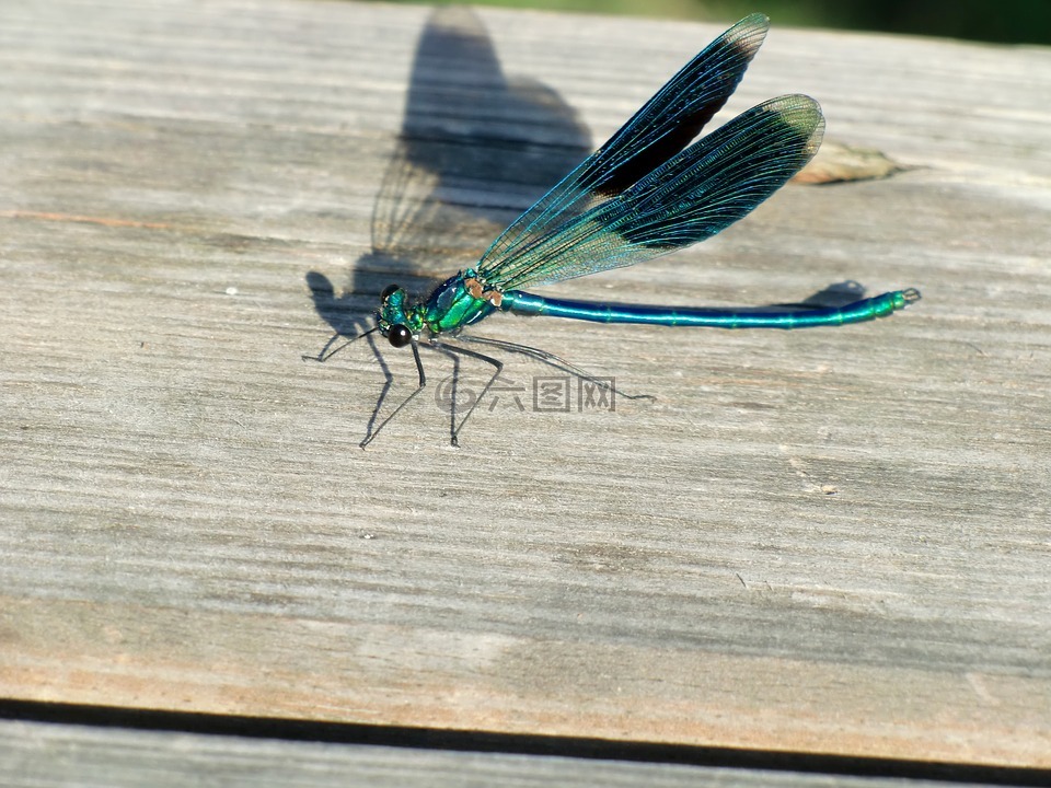 蜻蜓,翼,蓝色