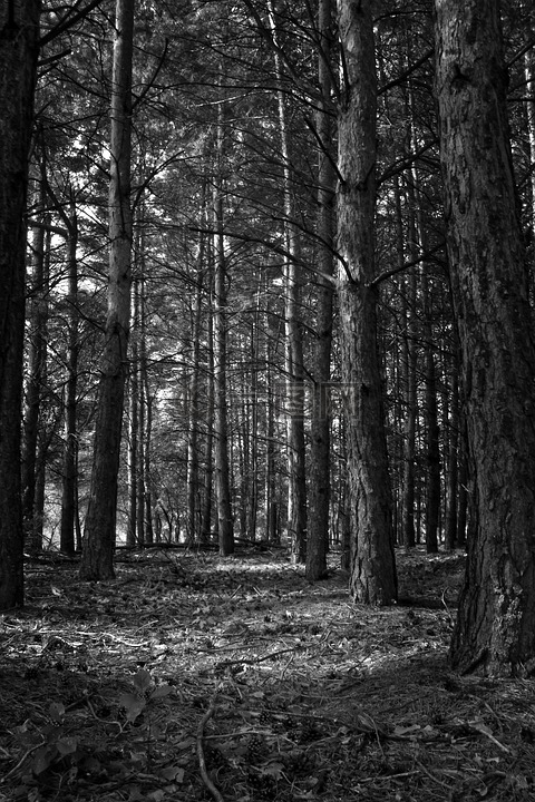 森林,黑色和白色,树