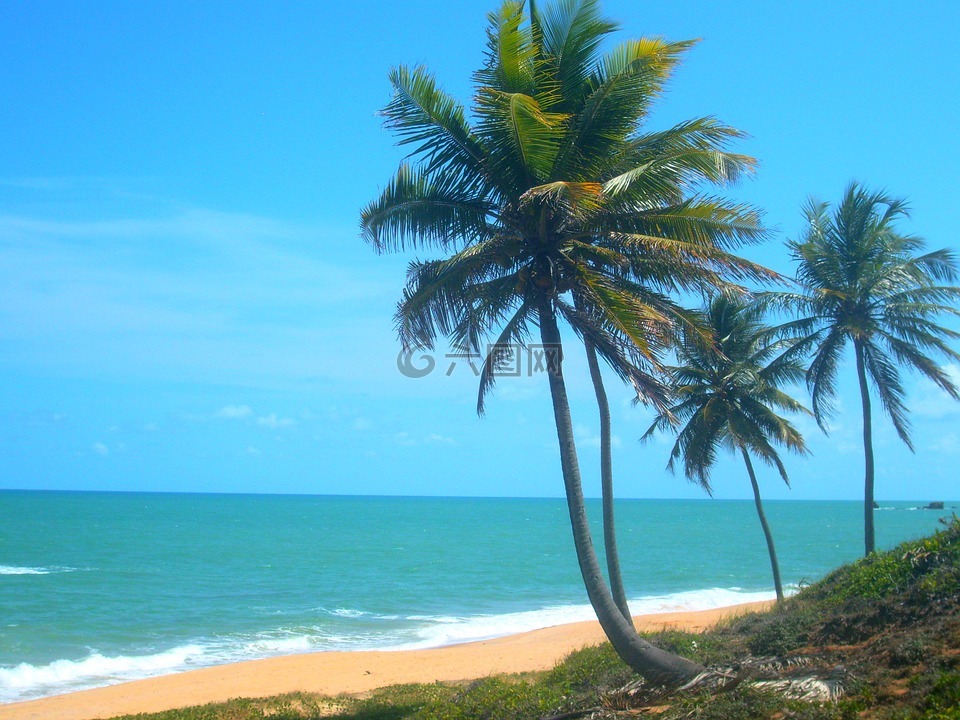 椰子树,海滩,滨海